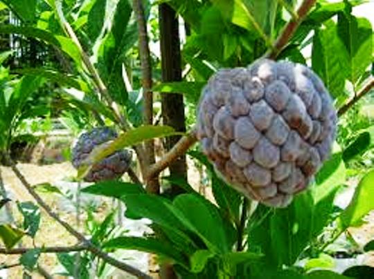 Manfaat Buah Srikaya Mampu Mencegah Penyakit Diabetes Sampai Kesehatan Kulit