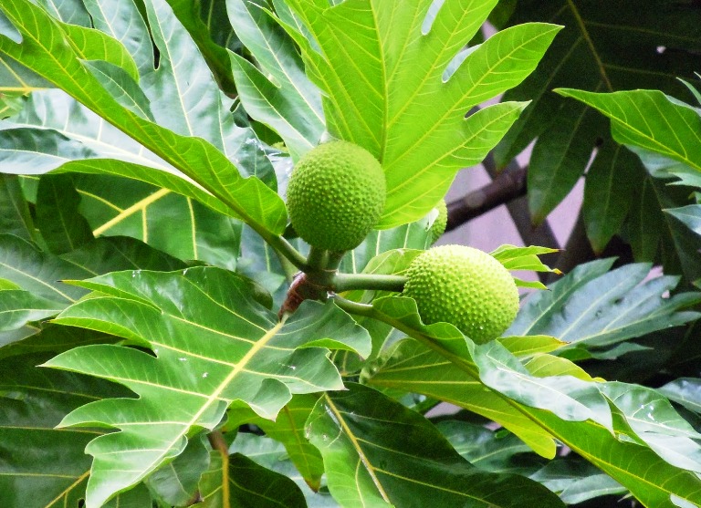 Mengobati Penyakit Jantung Dengan Ramuan Tradisional Alami