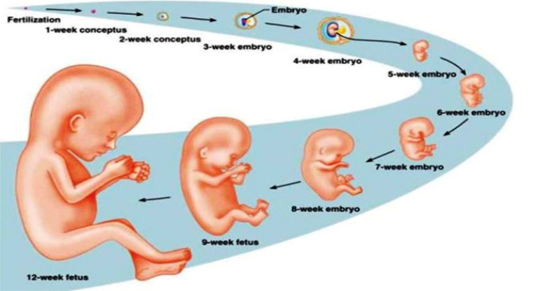 Perkembangan Janin Dalam Rahim Bulan 1 Sampai 9