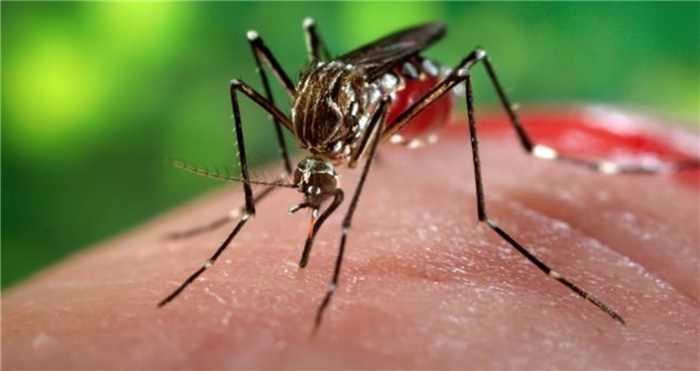 Penyakit Chikungunya Sebabkan Pembengkakan Pada Persendian