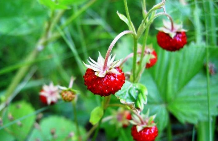 7 Manfaat Buah Arbei untuk Kesehatan