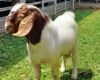 Kirim Kambing Domba ke Kalimantan Bersama GB Farm dengan Aman dan Praktis